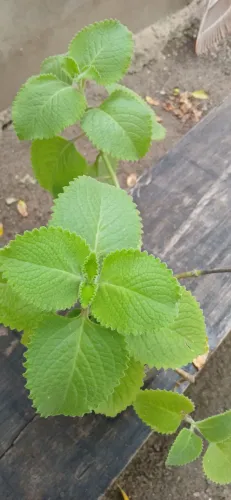 Plantas ortelao graúdo