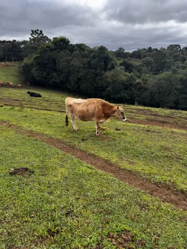 Vacas Jersey