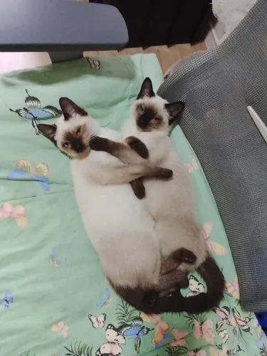  Essas mocinhas lindas estão procurando um lar cheio de amor! 