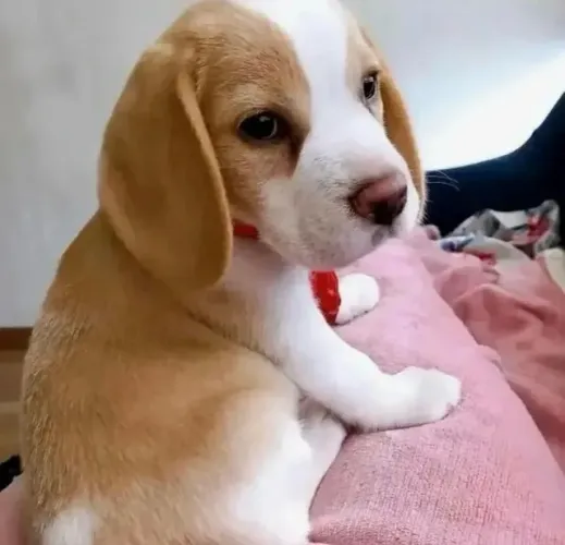 Filhotes de Beagle | Companheiros para compartilhar a vida!