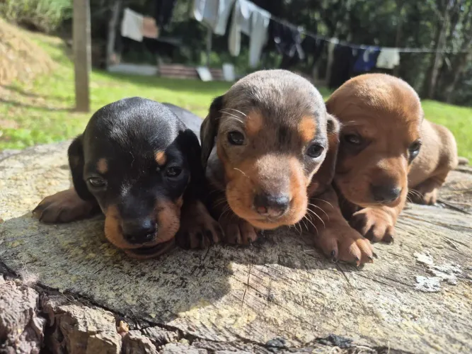 Filhote de Dachshund salcicha! 