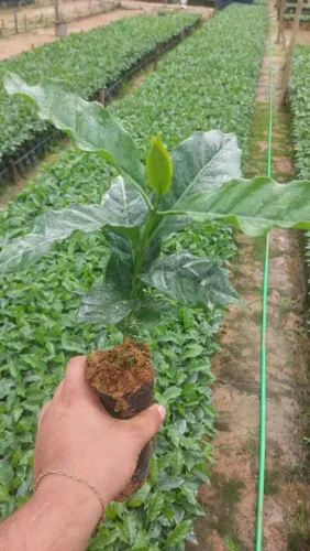 Mudas de café pronta entrega