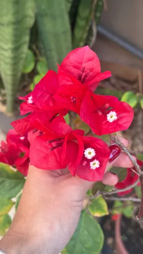Linda Primavera Bougainvillea Arbusto