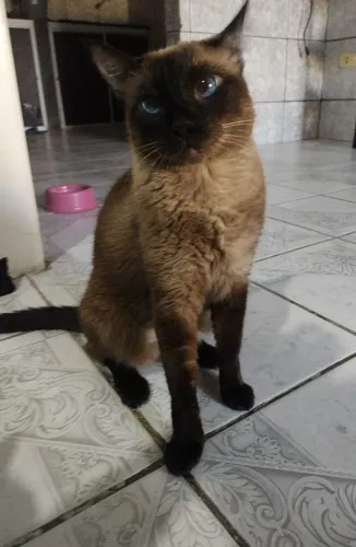 Adoção responsável 