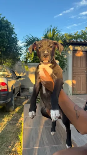 Filhote de American bully fêmea 
