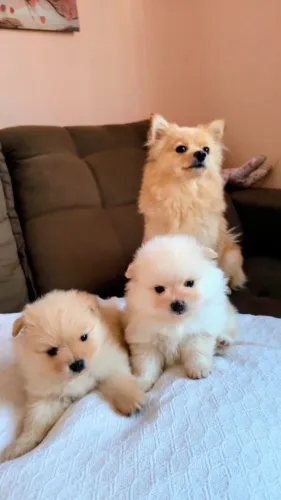 Lindos Filhotes de Spitz Alemão - Prontos para um Novo Lar