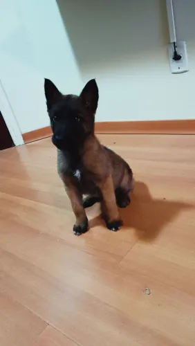 Pastor Belga Malinois Padrão Militar