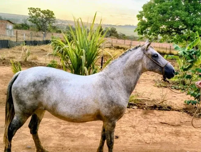 Égua Criola prenha