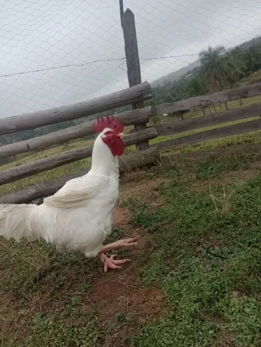 Galo branco gigante ( 7 kilos)