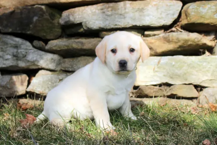 Labrador Retriever,Labrador Retriever Filhote Muito Amoroso e Dócil