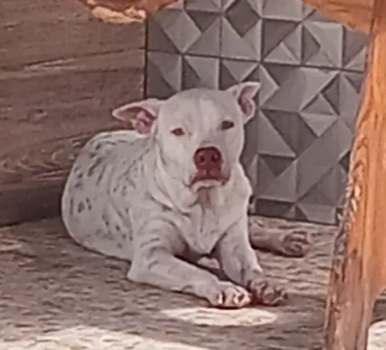 Vendo filhote de pitbul 