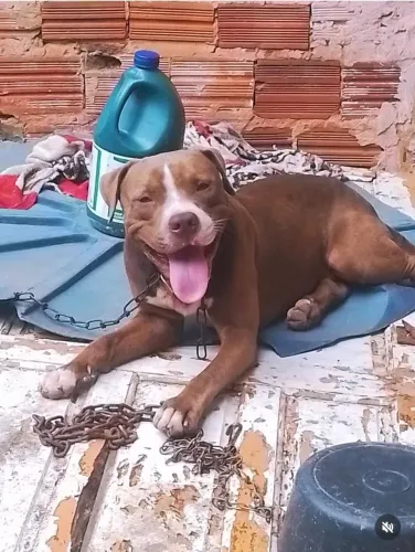 Pitt bull Monster 