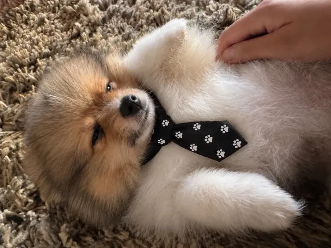 Spitz alemão/lulu da Pomerânia super dócil 
