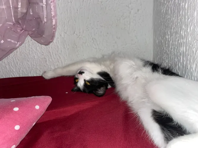 Estou doando gato macho de 7 meses