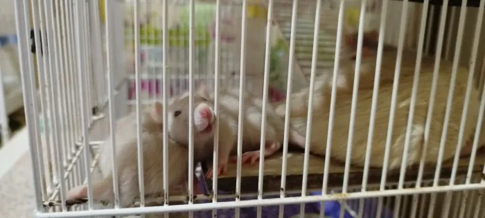 Rato Twister