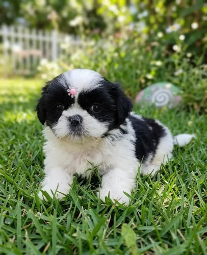 ShihTzu disponível chocolate e branco e preto