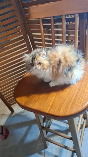 Filhote de gato persa tricolor fêmea.