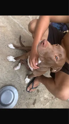 Cachorro para doação 