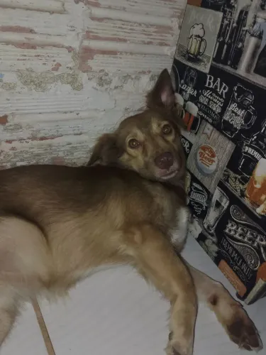Estou doando essa cachorra!!