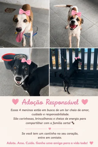Adoção responsável!