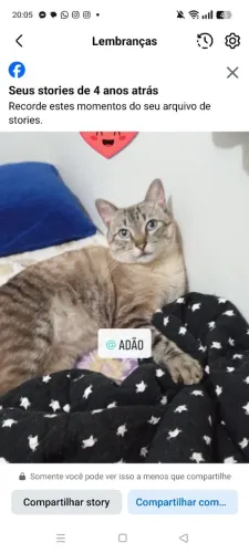 Por favor me ajude encontrar meu gatinho PIPOCA.