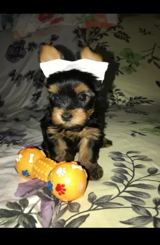 Filhote de yorkshire terrier