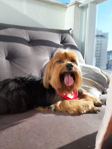 Doação responsável de cães