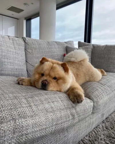 Filhote Chow Chow, m Novo Membro Peludo Para Completar Sua Família!