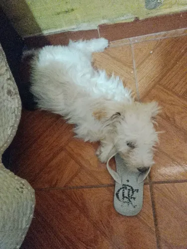 Cachorro
