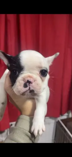 buldog francês 