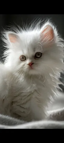 Lindo filhote persa promoção 