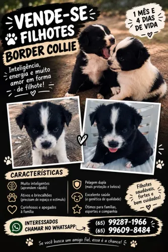 Vendo esse filhotes de Border Collie 