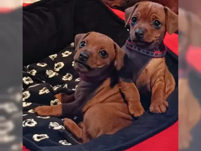 Pinscher/Pincher Filhotes Pequenos Macho e Fêmea com Garantias em SP