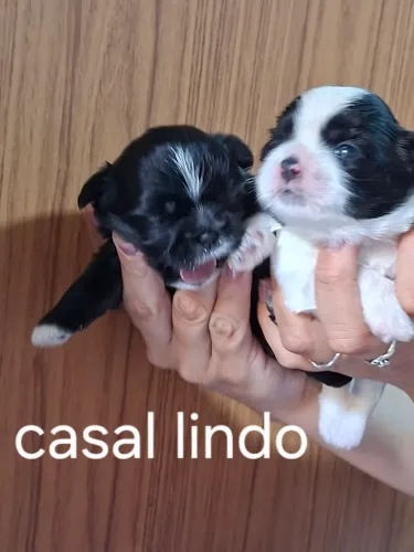 Filhotes de shiatsu 