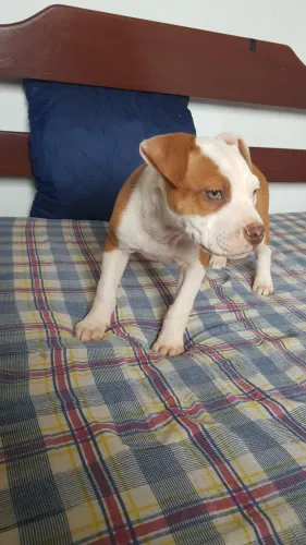 Vendo Filhote pitbull