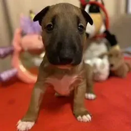 Bull Terrier,Bull Terrier Filhote com Estrutura Firme e Excelente Procedência