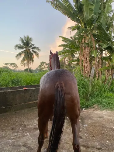 Cavalo quarto de milha