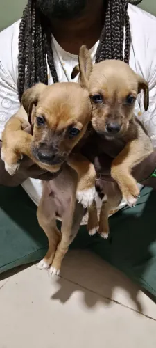 Adoção responsável filhotes de cachorro 