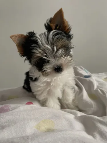 PROMOÇÃO do dia! Filhote de yorkshire biewer terrier fêmea!