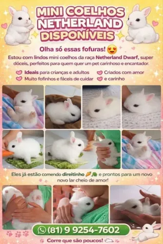Coelhos Netherlands 