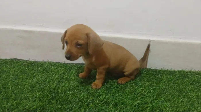 Basset mini...caramelo...pronto...vacinado.