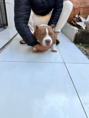Vende-se American bully micro 