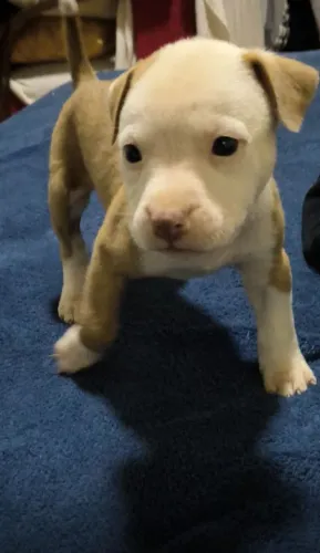 Filhotes de Pit bull