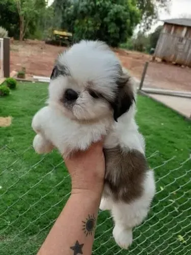 Shihtzu Mini Filhotes Muito Independentes.