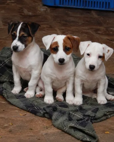 Filhotes de Jack Russell Terrier PEDIGREE CBKC AZUL