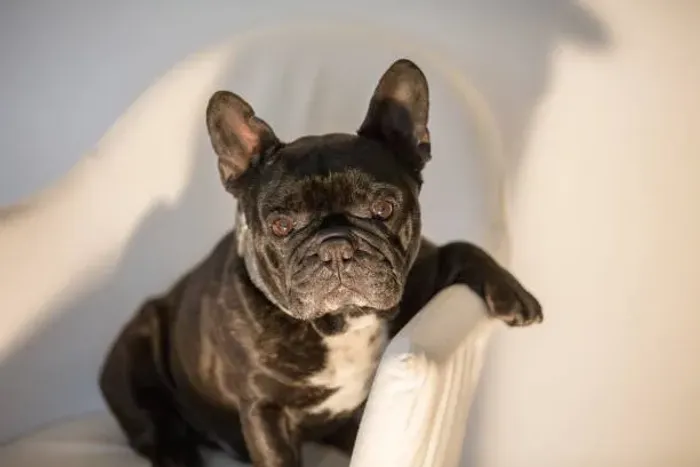 ? Bulldog Francês Disponível | Consulte Fotos e Vídeos