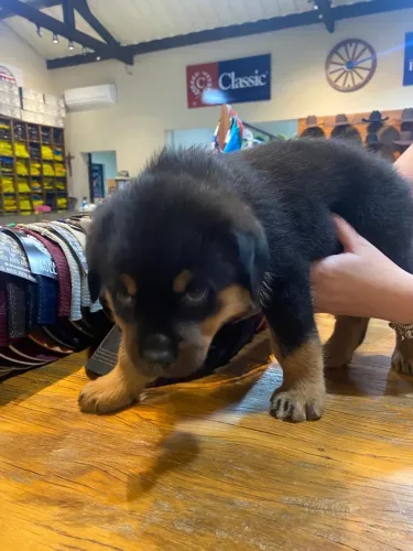 Rottweiler Cabeça de Touro - Filhotes Fortes