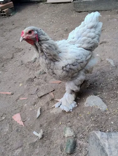 Galinha Brahma 