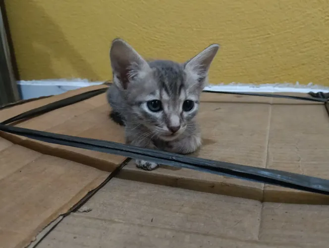 Doação de Gato