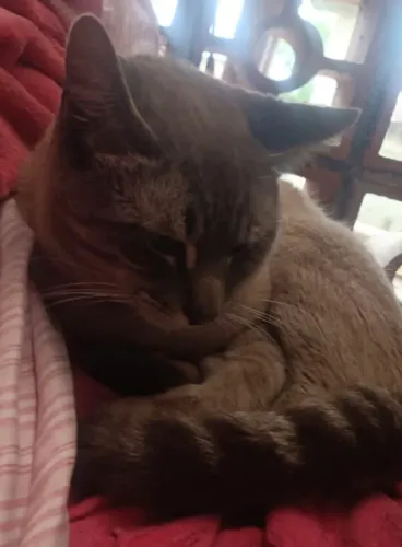 Doação de Gato Macho com 12 meses, dócil.